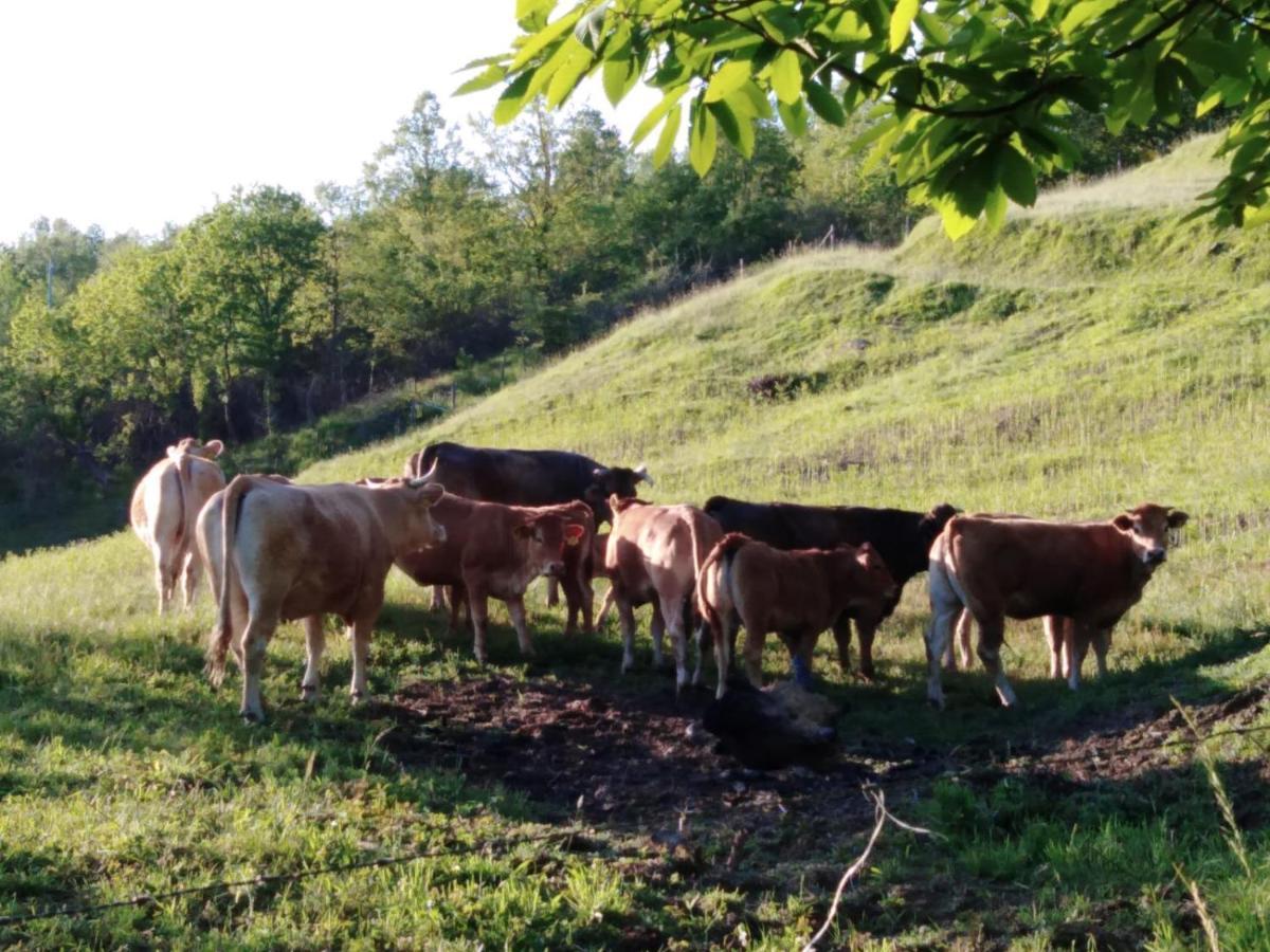 028 - Agriturismo "Il Boschetto" Con Piscina, Pace E Natura - Camera Familiare Cavizzano 외부 사진